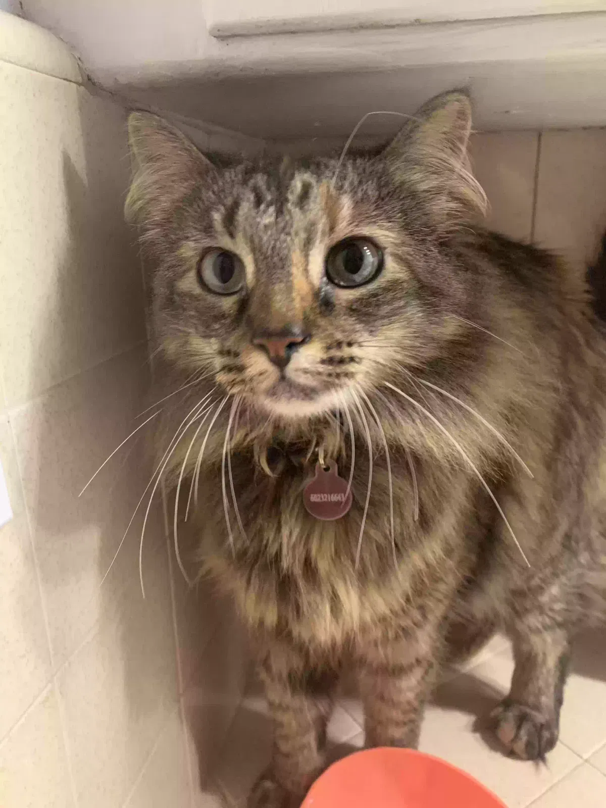 Lost cat in Phoenix, AZ, 85020