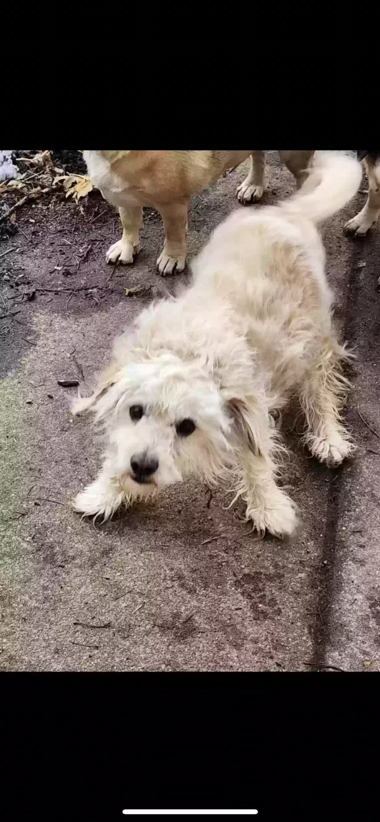 Lost dog in Wichita, KS, 67203