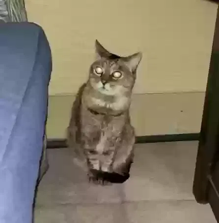 Lost cat in Gilbert, AZ, 85296