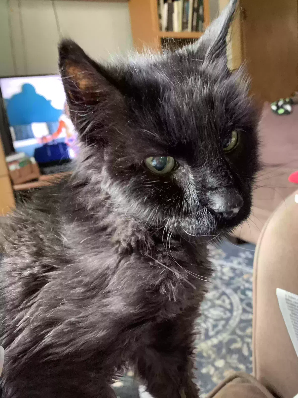 Lost cat in Glen Ellyn, IL, 60137