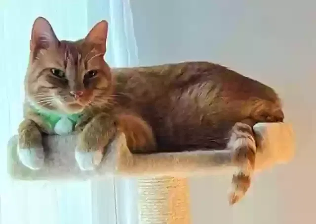 Lost cat in Peculiar, MO, 64078