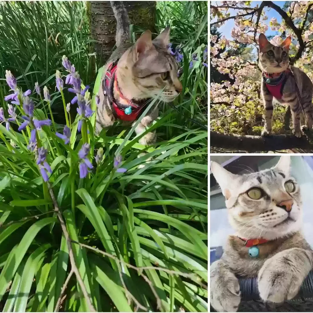 Lost cat in Seattle, WA, 98126