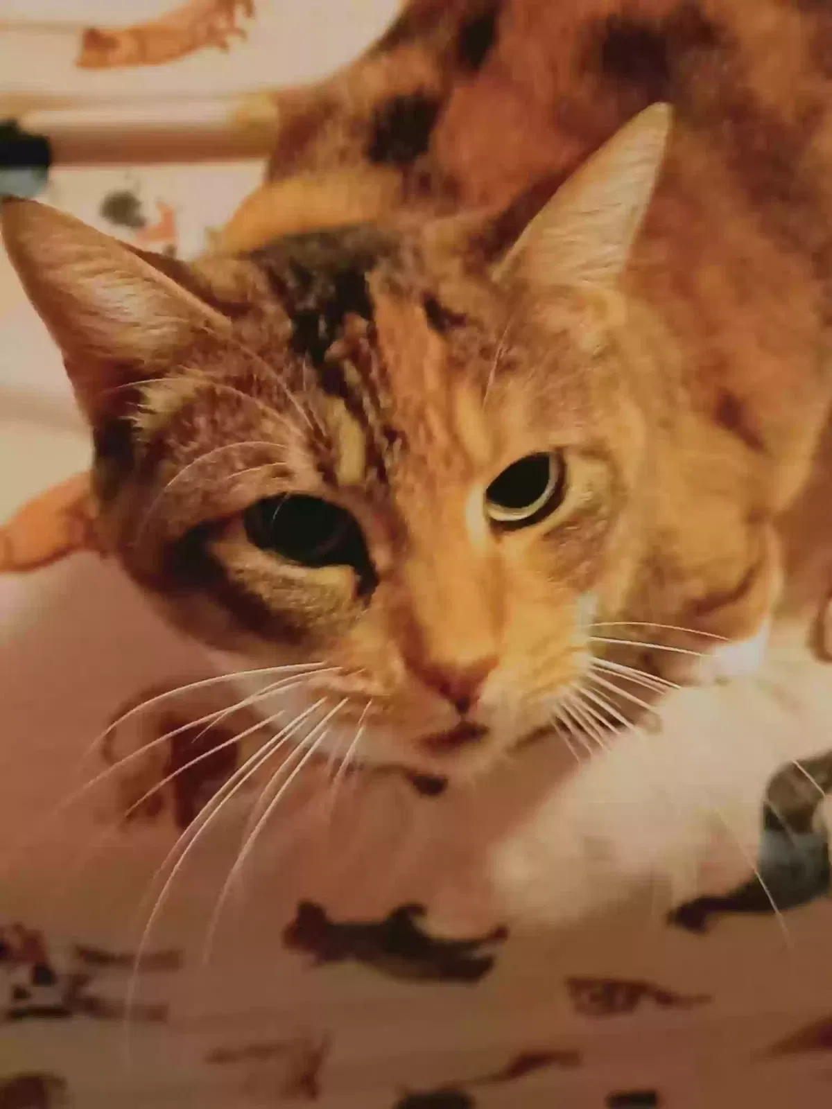 Lost cat in League City, TX, 77573