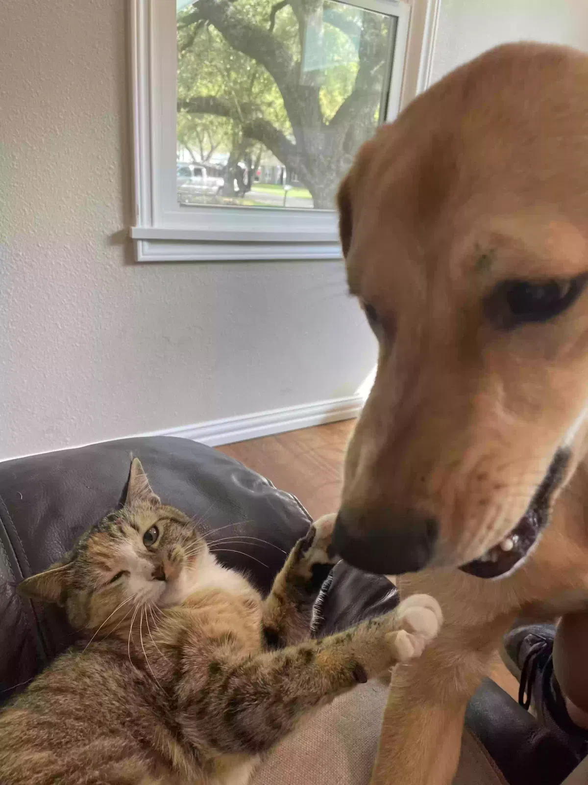 Lost cat in Unknown, TX, 0