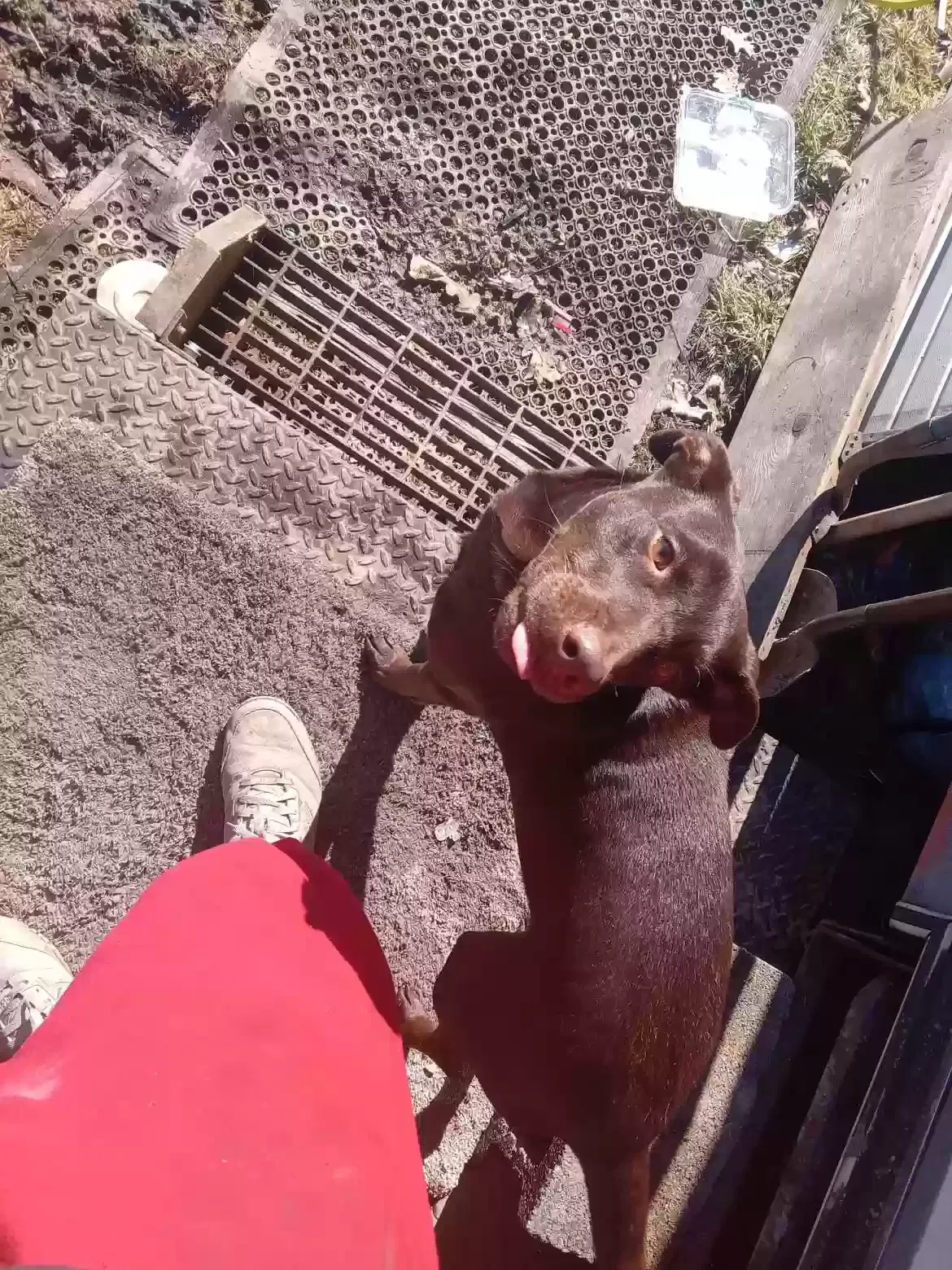 Lost dog in Warren, MI, 48089