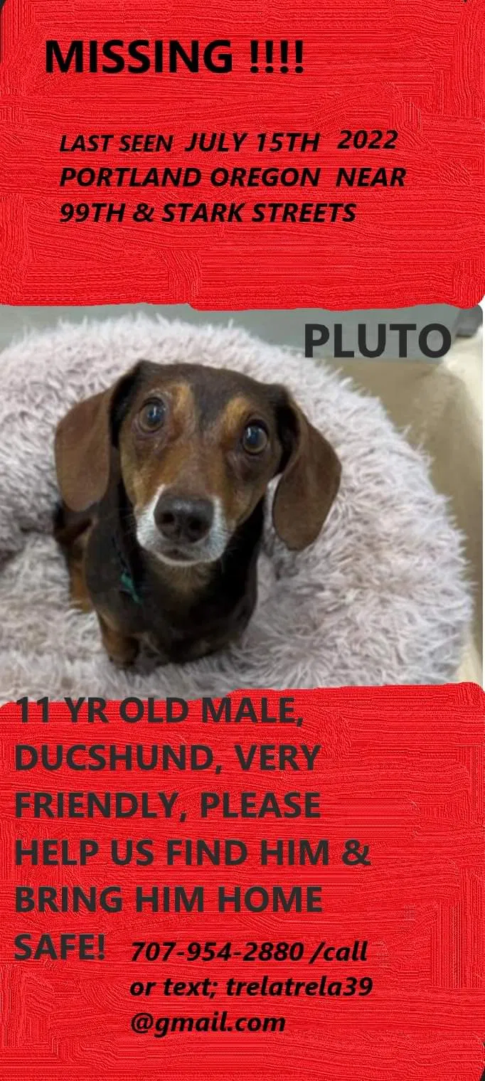 Lost dog in Portland, OR, 97202