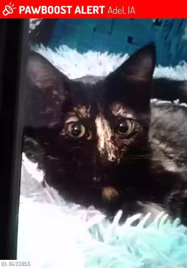 Lost cat in Adel, IA, 50003