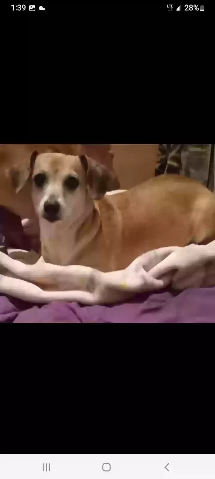 Lost dog in Highlands, TX, 77562