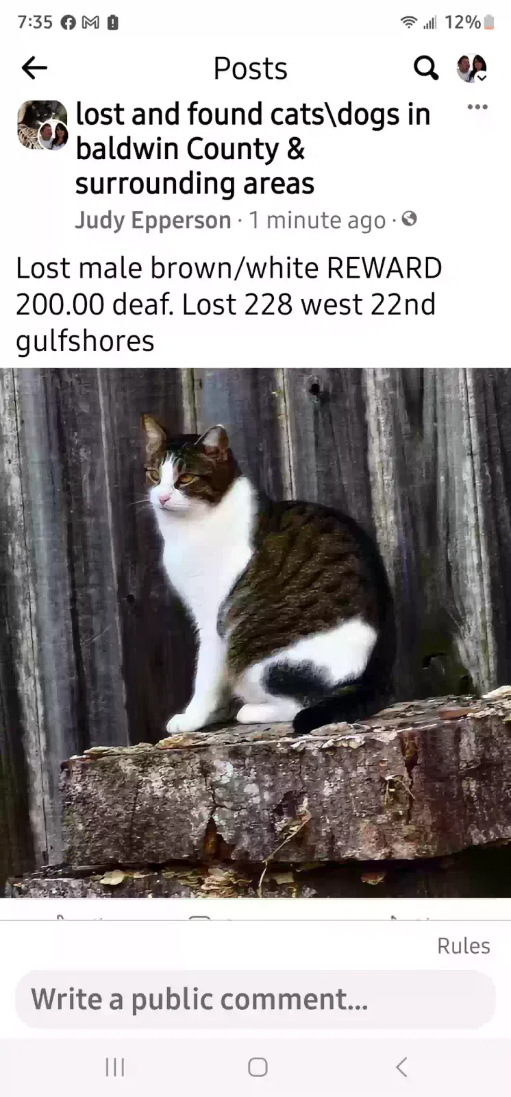 Lost cat in Gulf Shores, AL, 36542