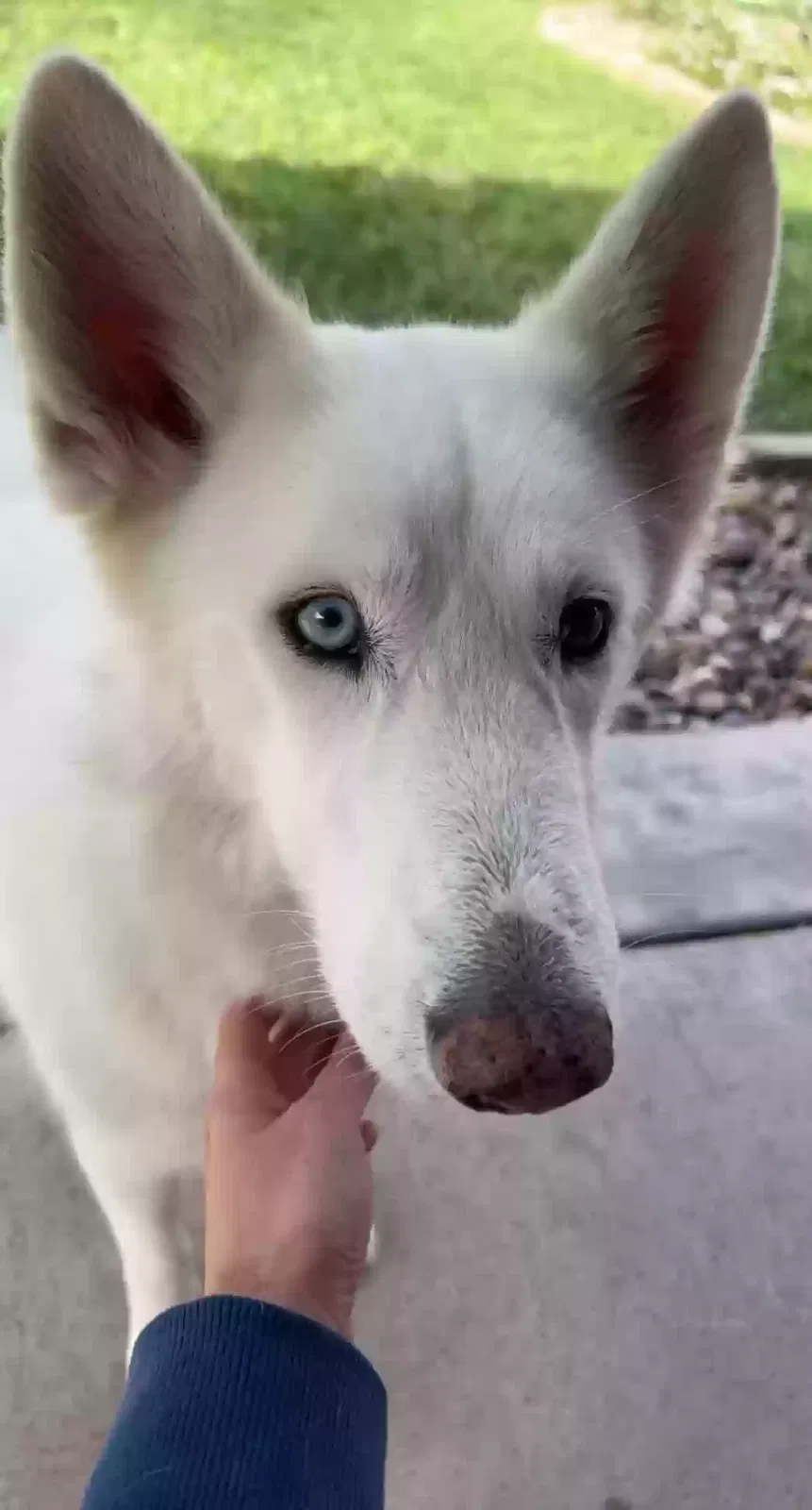 Lost dog in Edinburg, TX, 78539