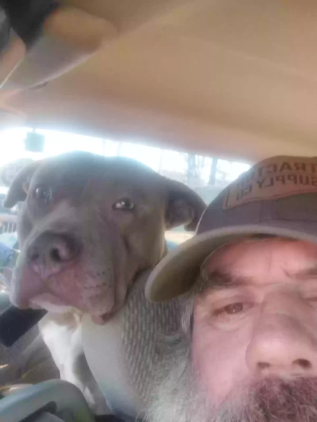 Lost dog in Fall Branch, TN, 37656