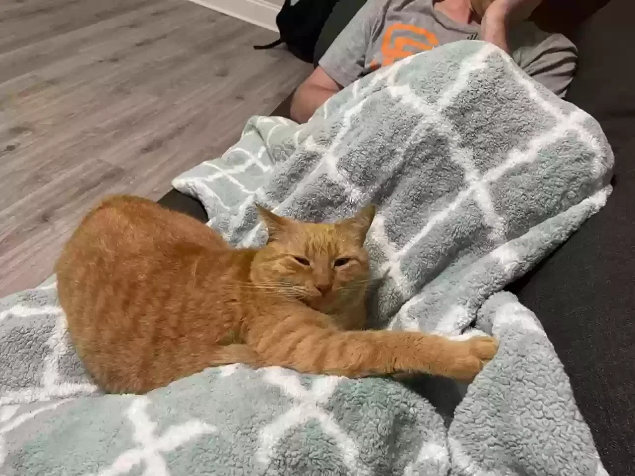 Lost cat in Mandeville, LA, 70448