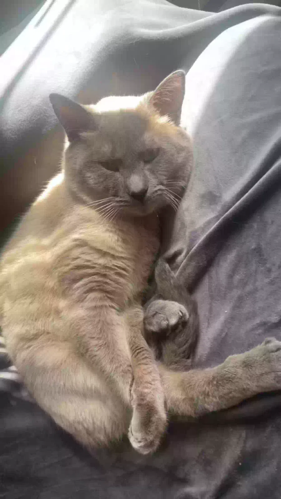 Lost cat in Tacoma, WA, 98424
