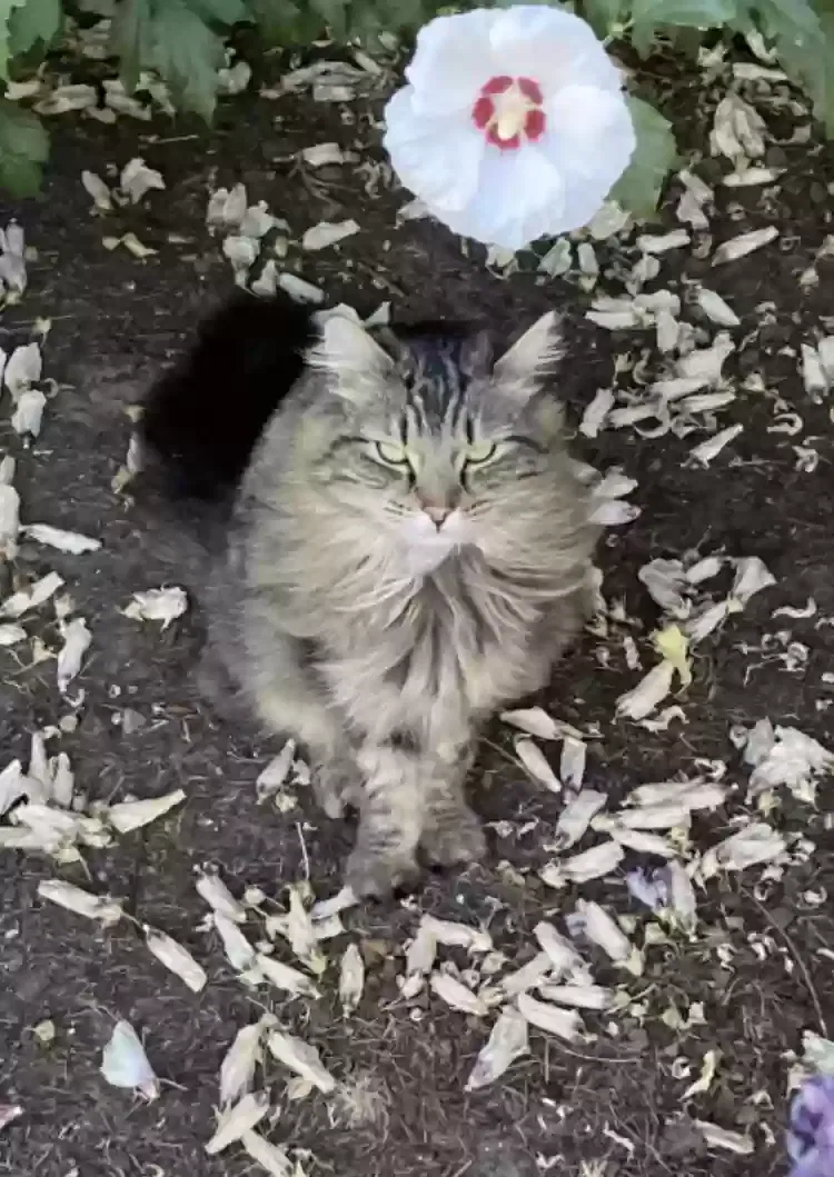 Lost cat in Portland, OR, 97230