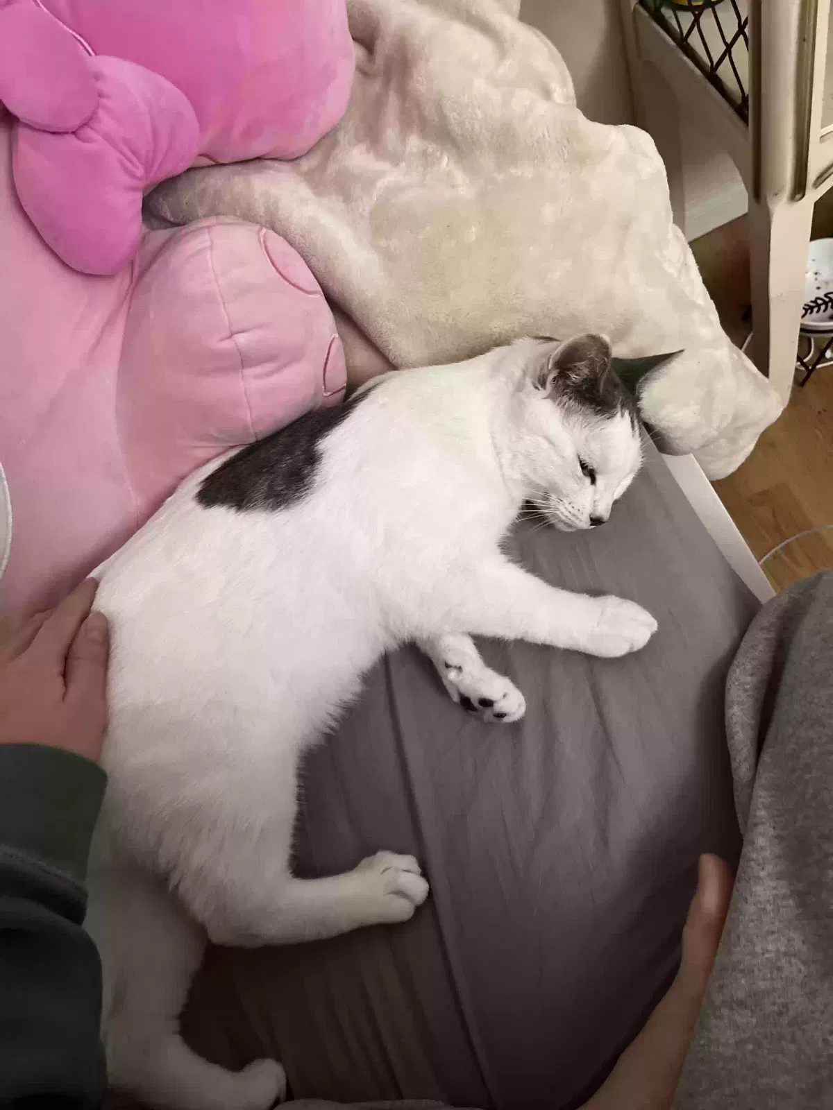 Lost cat in San Diego, CA, 92122