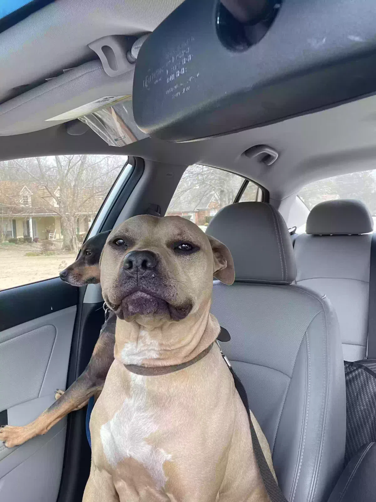 Lost dog in Olive Branch, MS, 38654