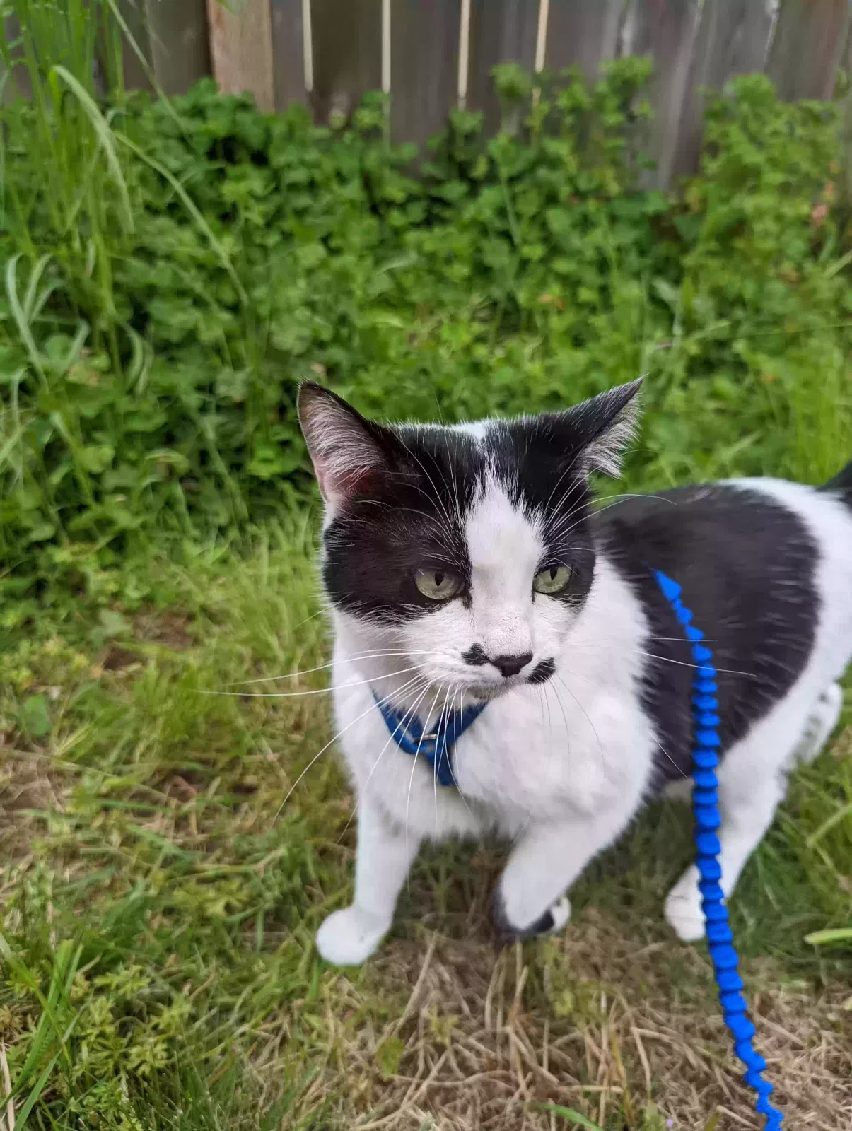 Lost cat in Salem, OR, 97306