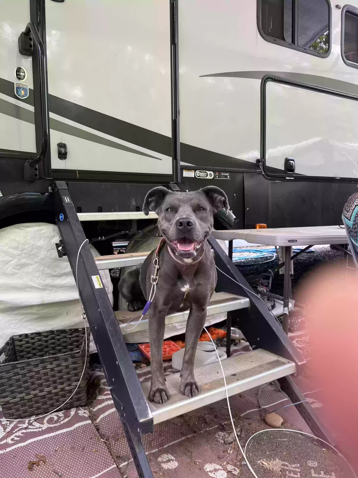 Found dog in Bassett, VA, 24055