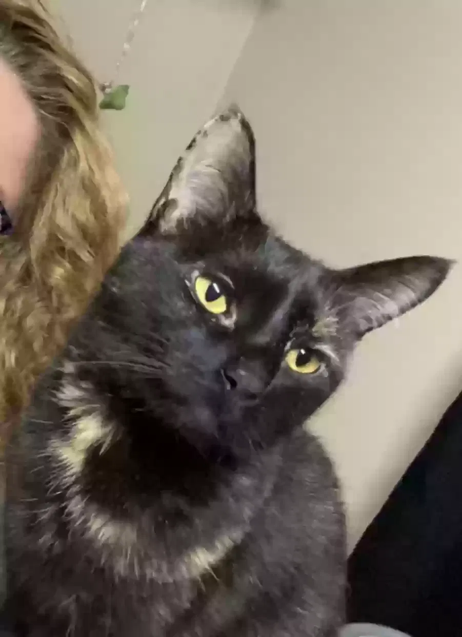 Lost cat in Eastpointe, MI, 48021