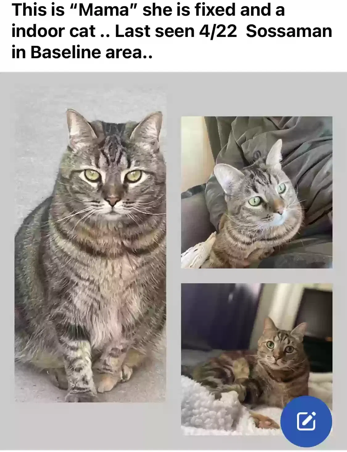 Lost cat in Mesa, AZ, 85209
