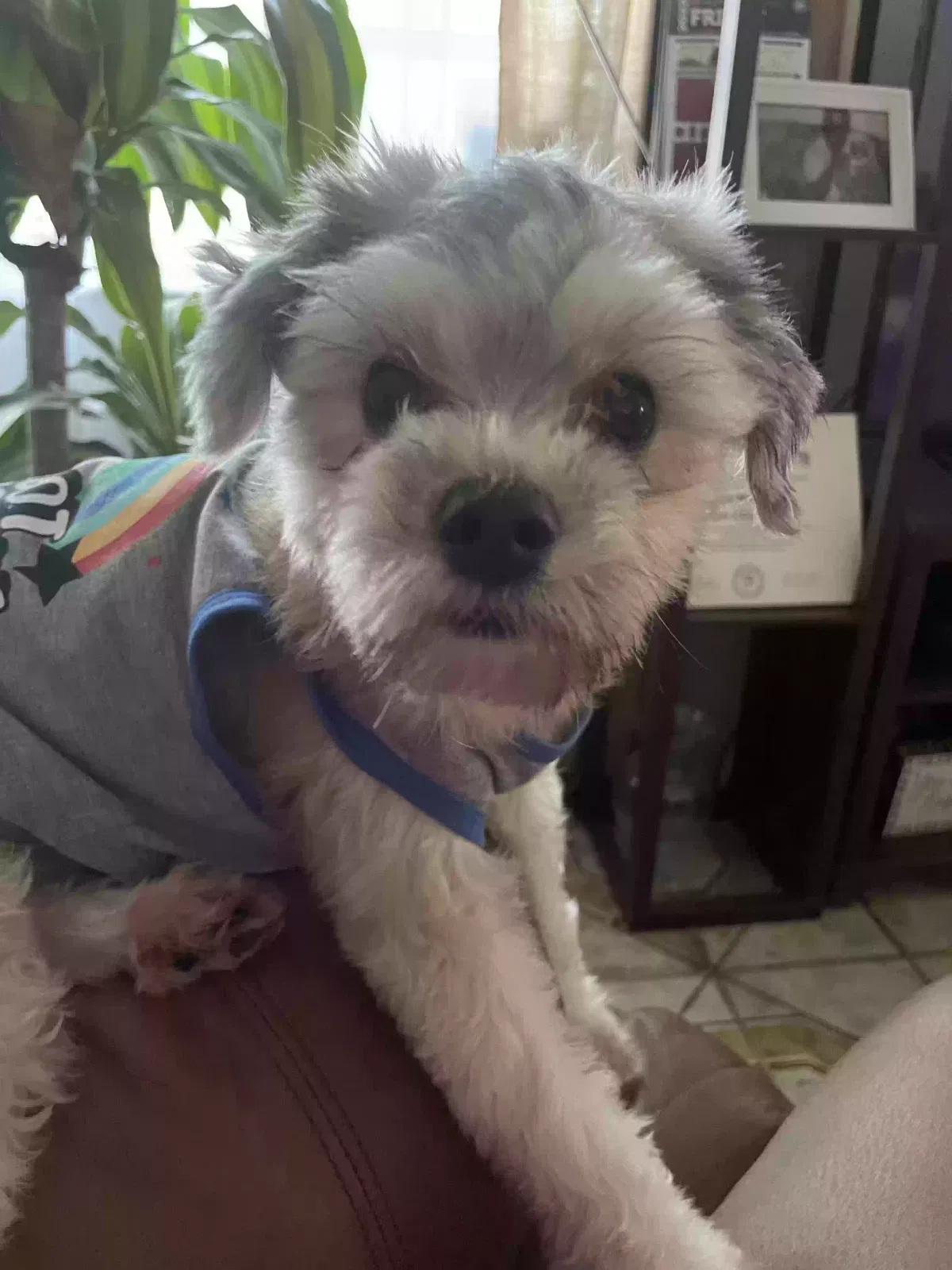 Lost dog in Miami, FL, 33142