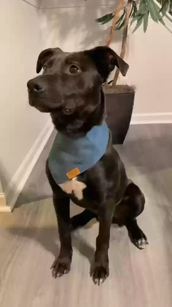 Lost dog in Burlington, NC, 27217