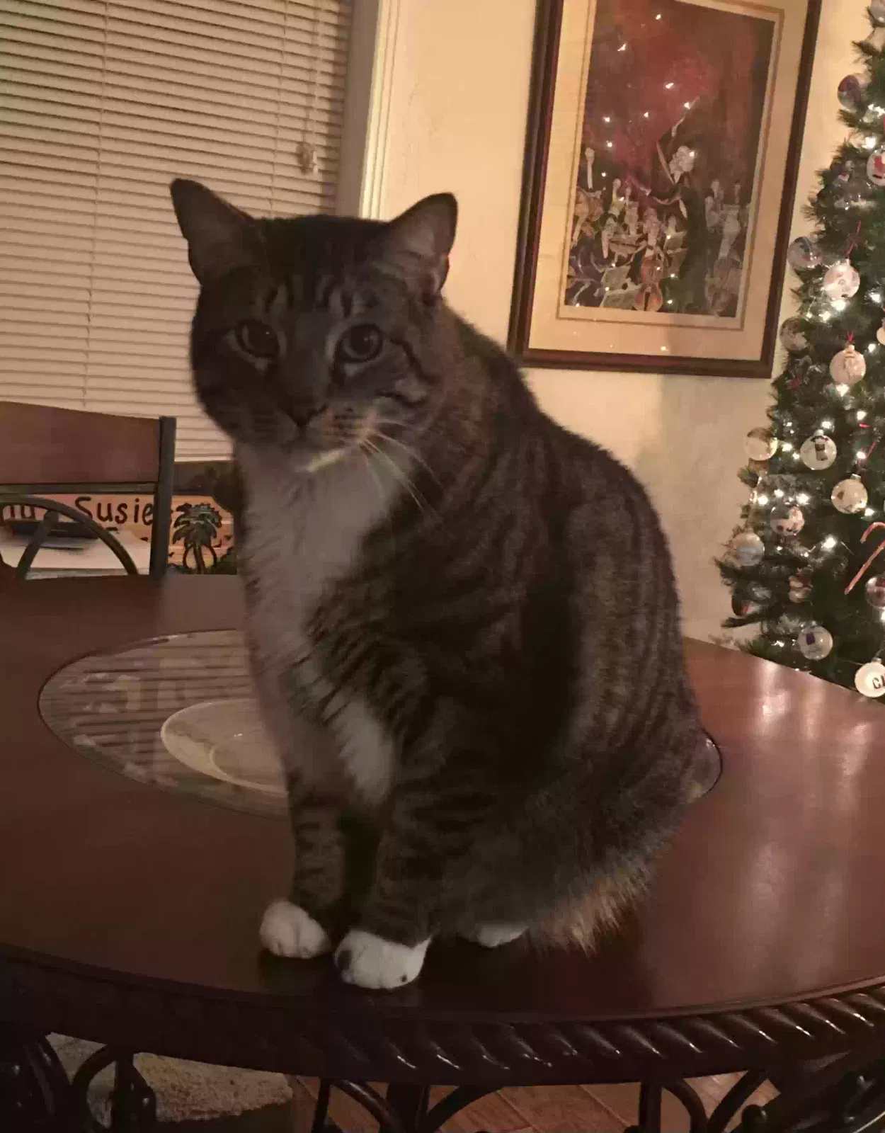 Lost cat in Daytona Beach, FL, 32118
