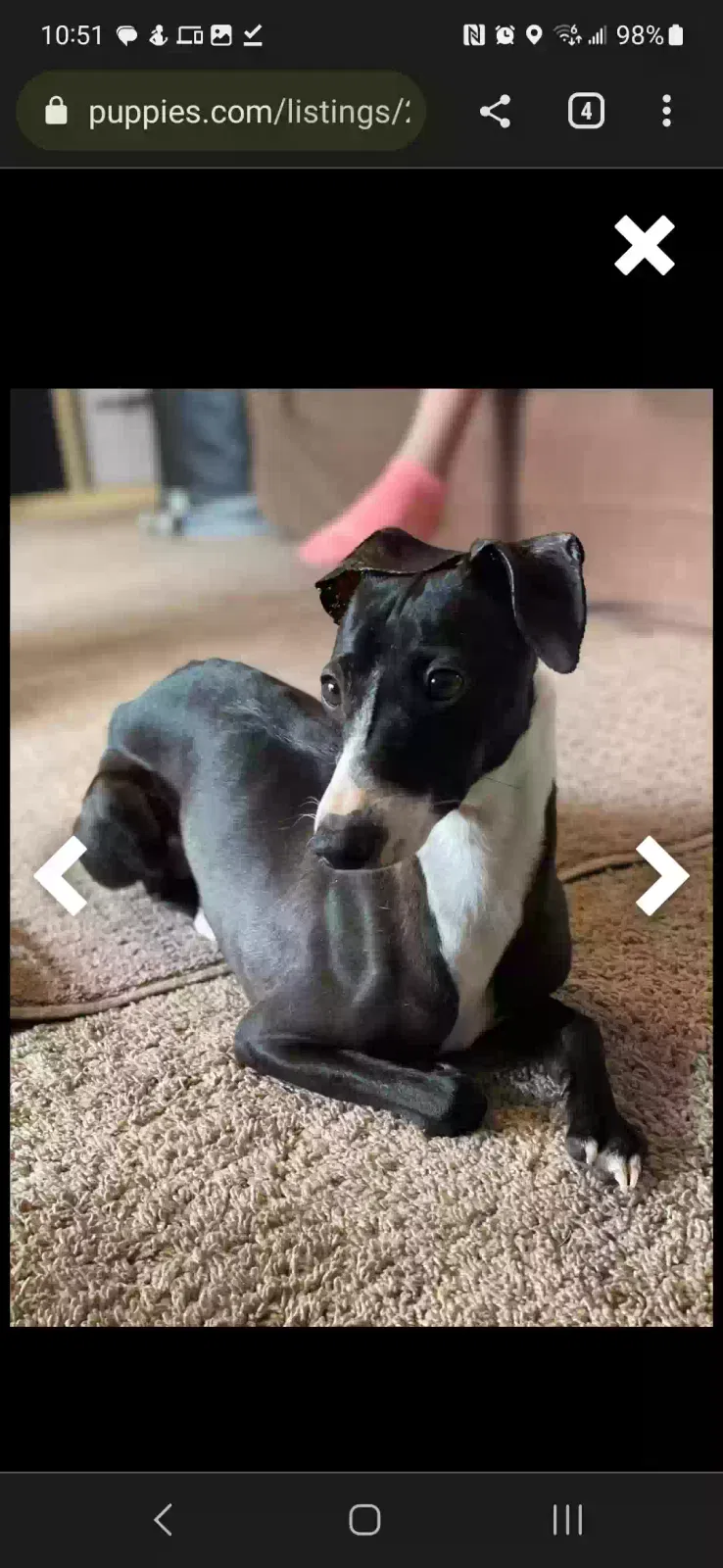 Lost dog in Hiram, GA, 30141