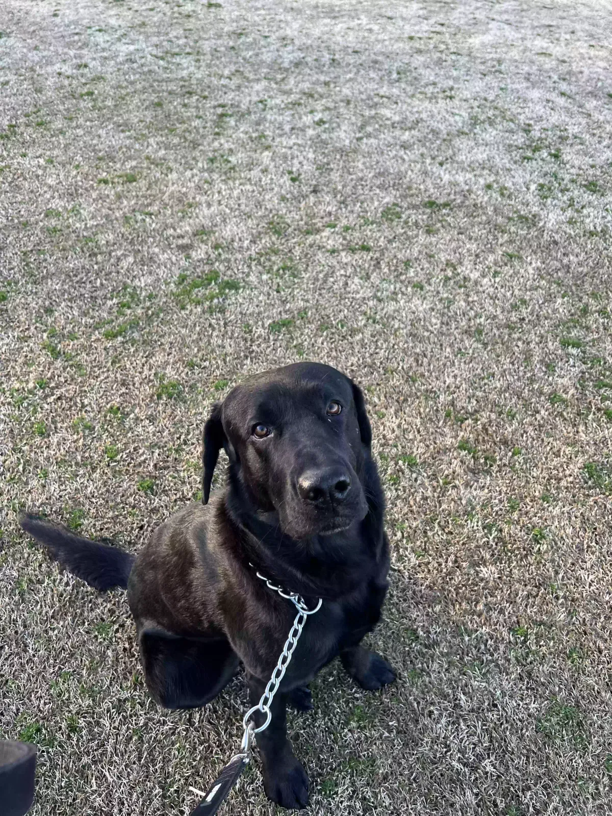 Lost dog in Inola, OK, 74036