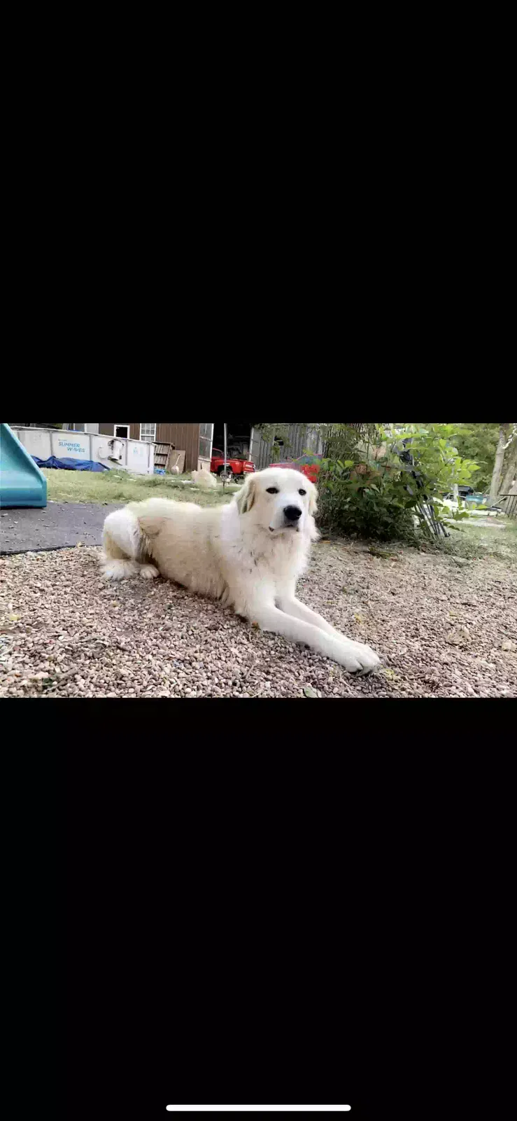 Lost dog in Austin, TX, 78719