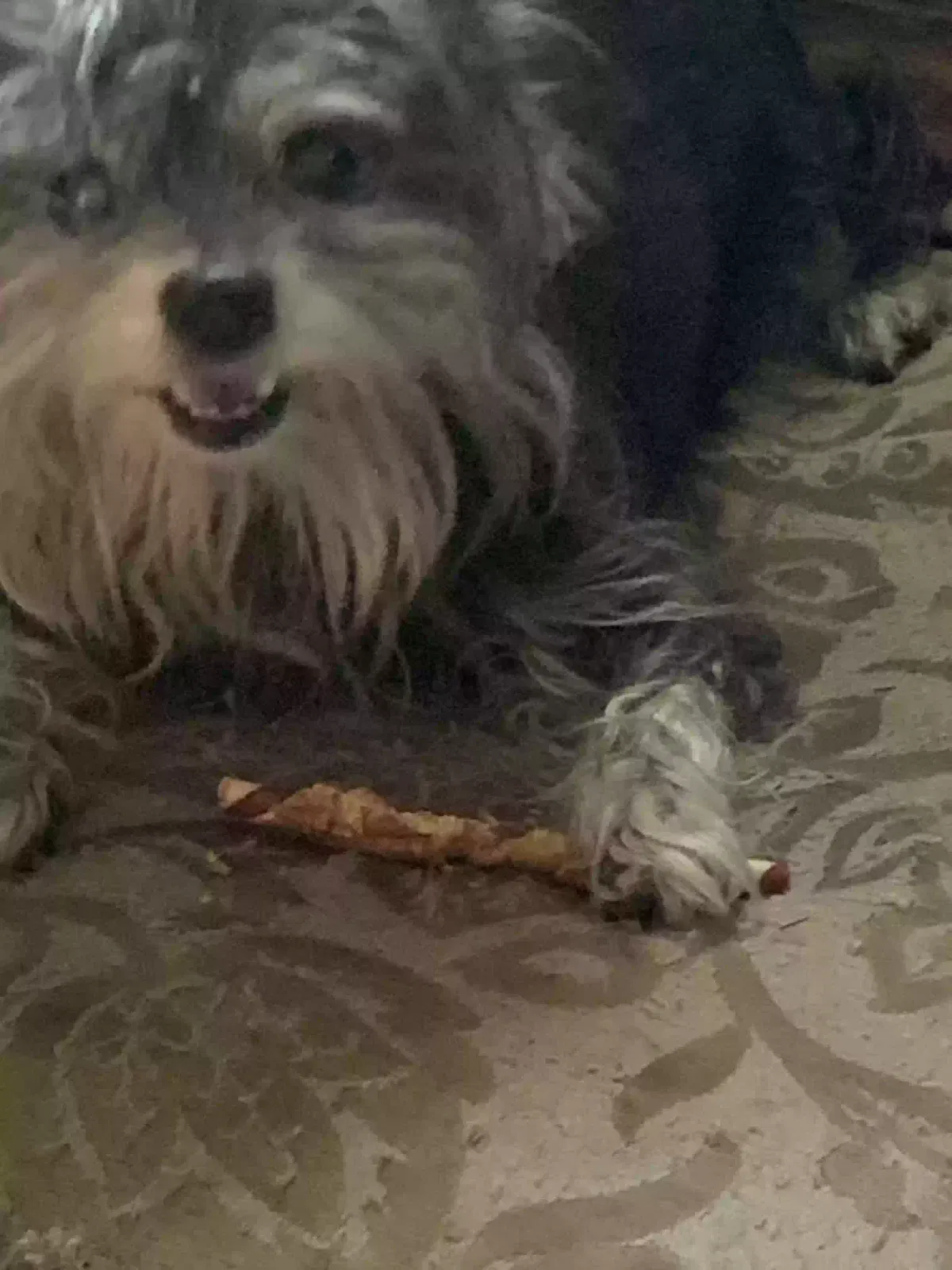 Lost dog in North Fort Myers, FL, 33903