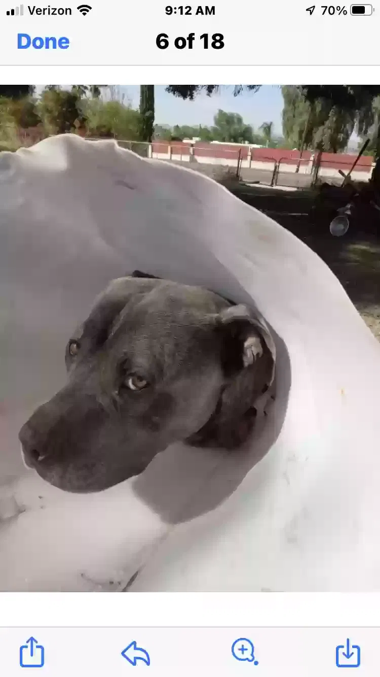 Found dog in Wildomar, CA, 92595