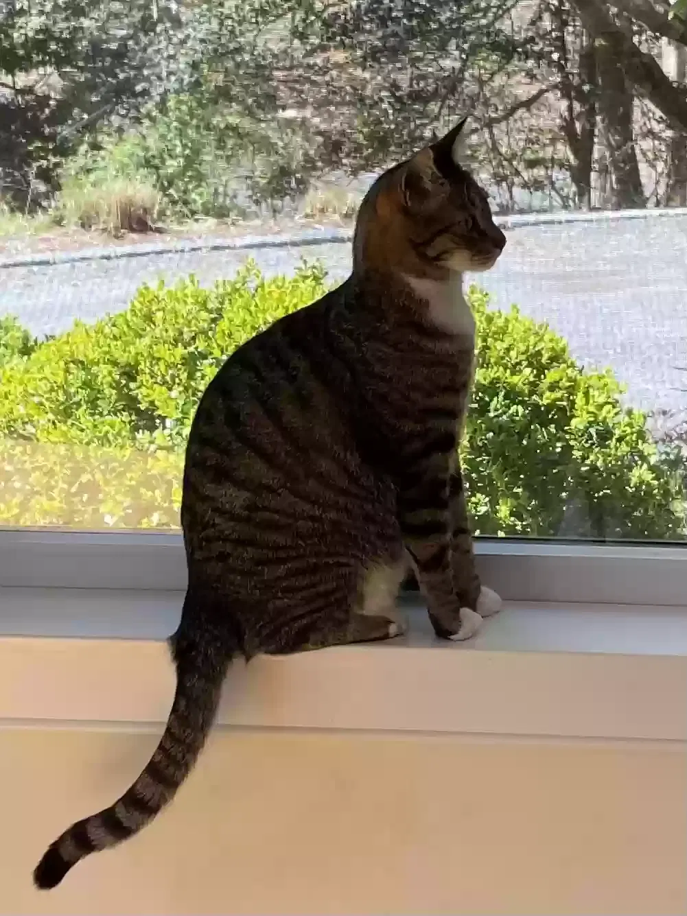 Lost cat in Fairfield, CT, 6825