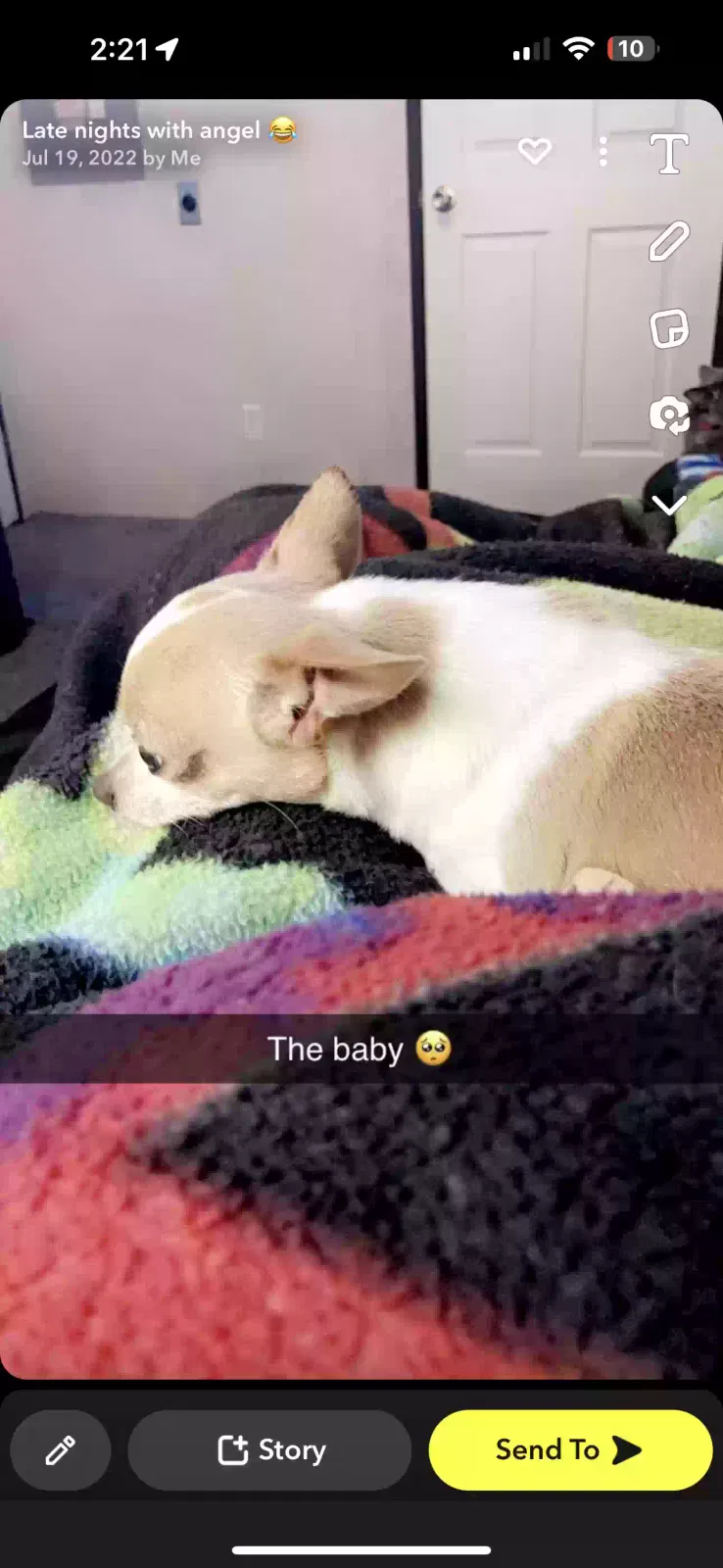 Lost dog in Wyoming, MI, 49509