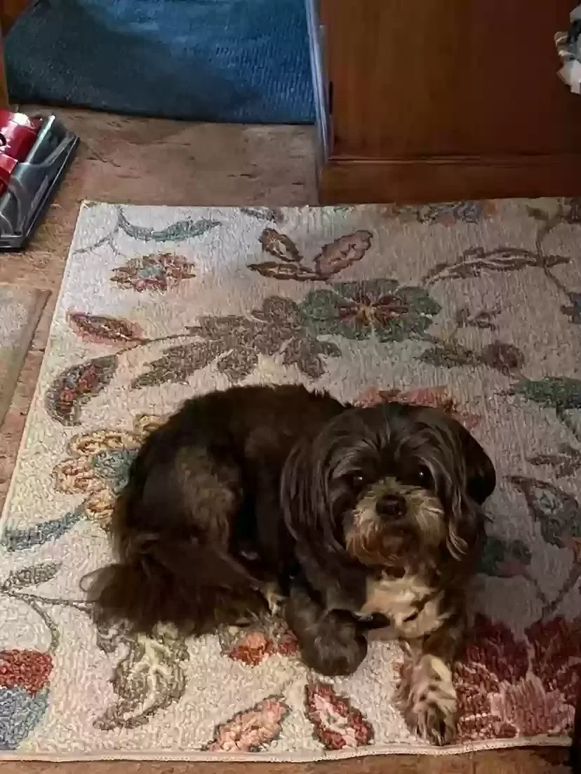 Lost dog in Portsmouth, VA, 23702