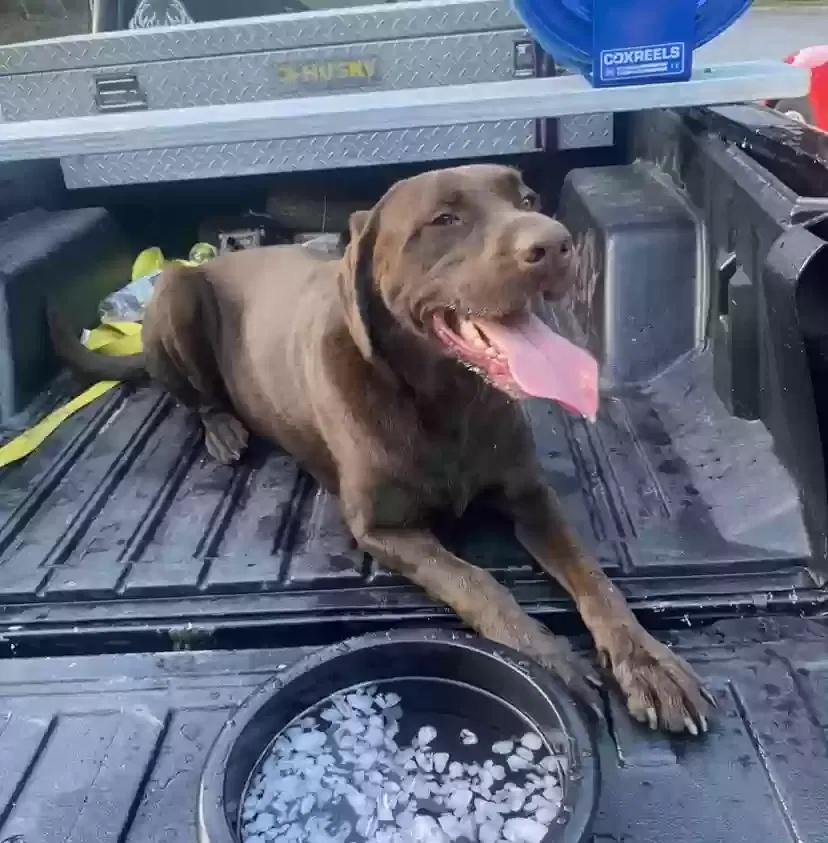 Lost dog in Woodstock, GA, 30188