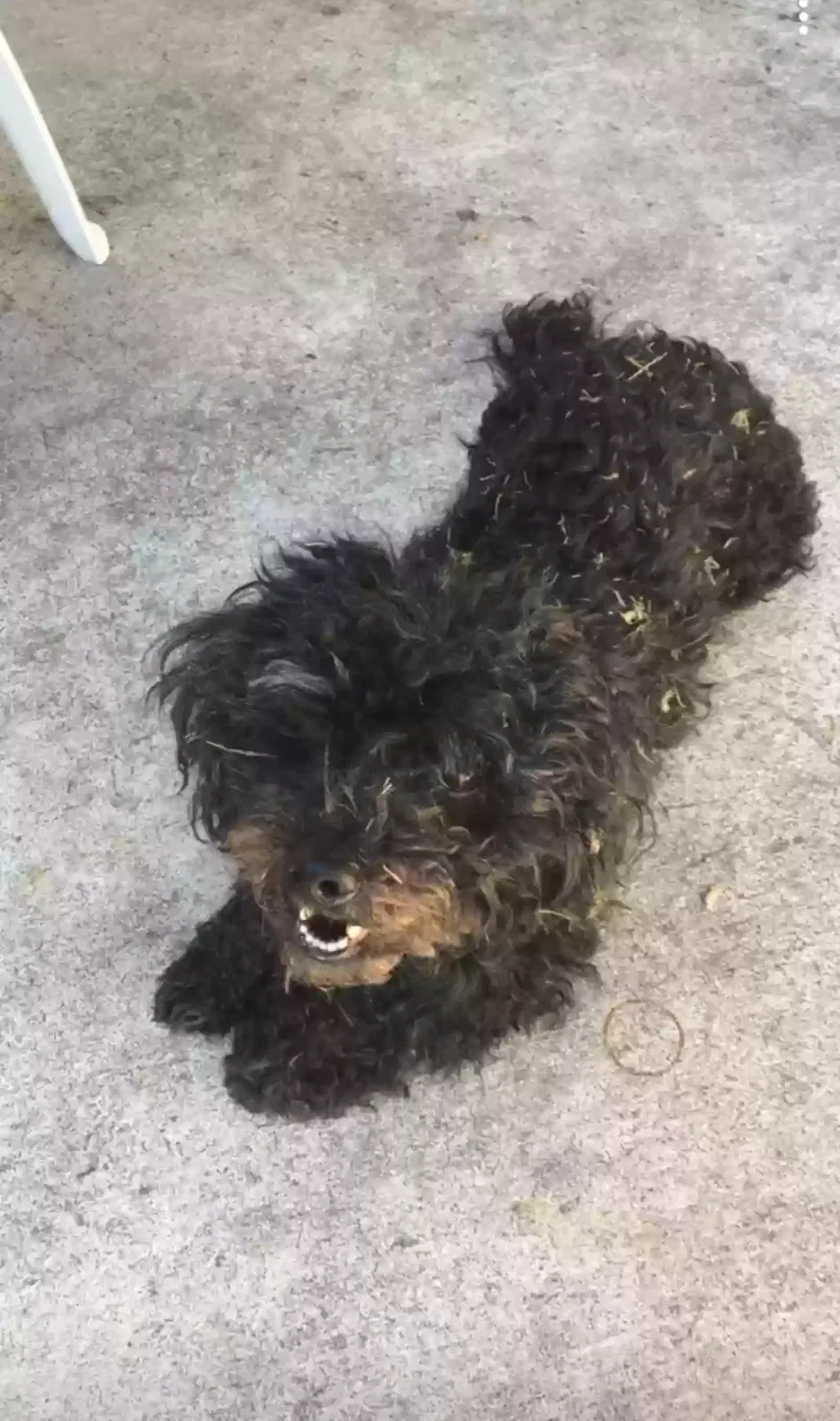 Lost dog in Cedar, MN, 55011