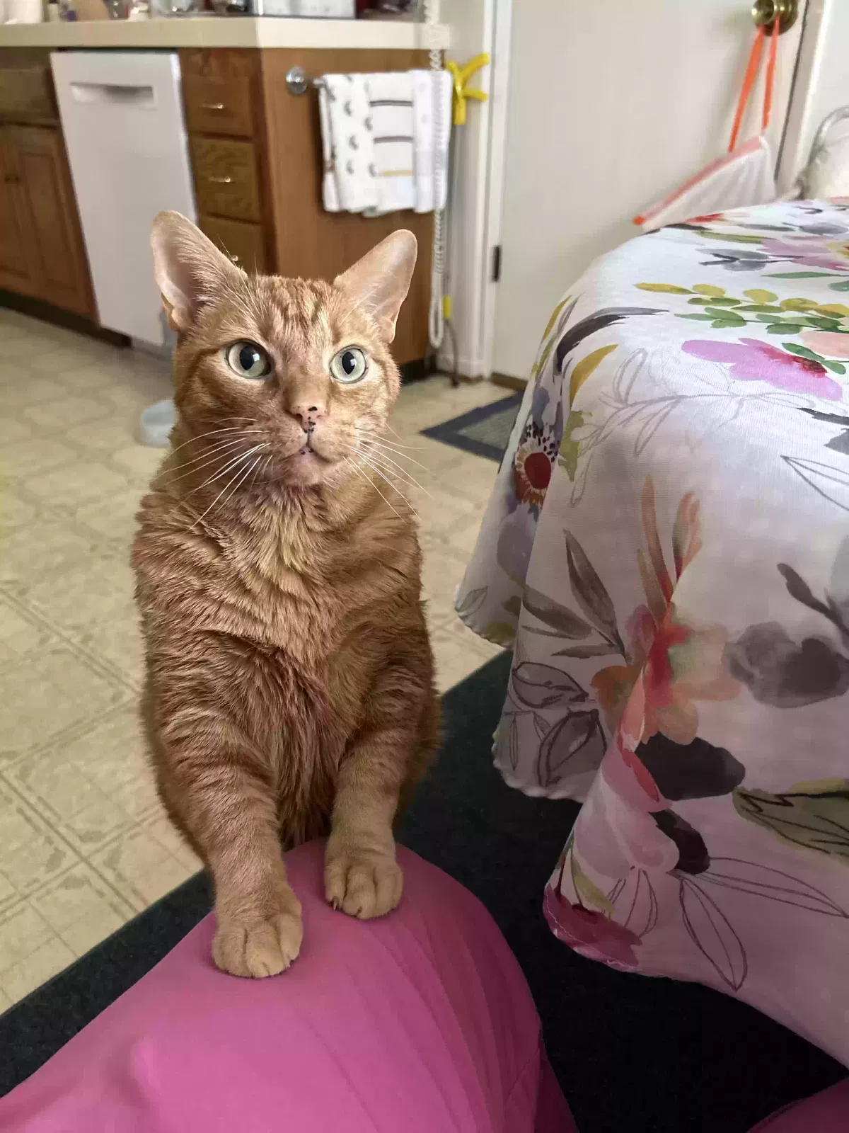 Lost cat in Canoga Park, CA, 91304