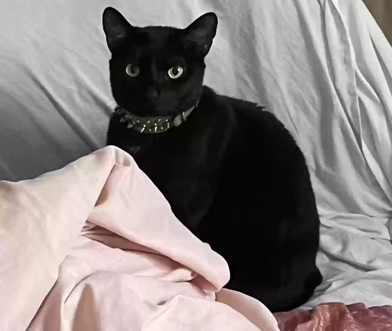 Lost cat in Richmond, VA, 23224