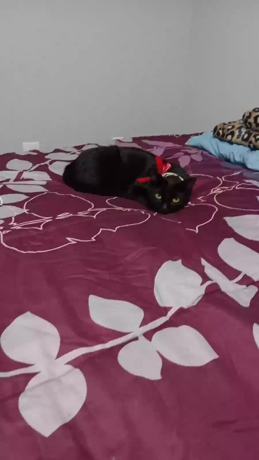 Lost cat in New Braunfels, TX, 78130