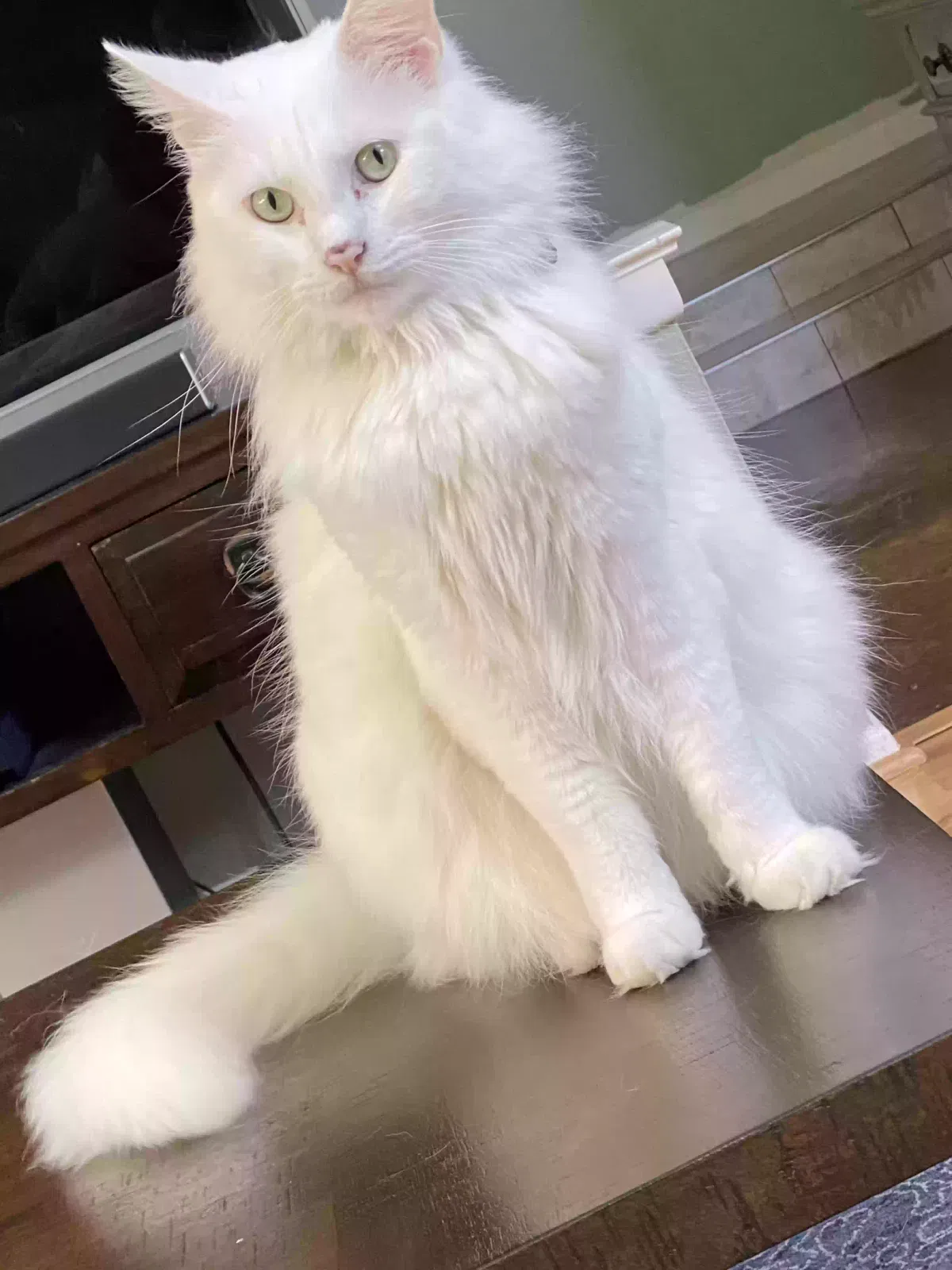 Lost cat in Fort Worth, TX, 76116