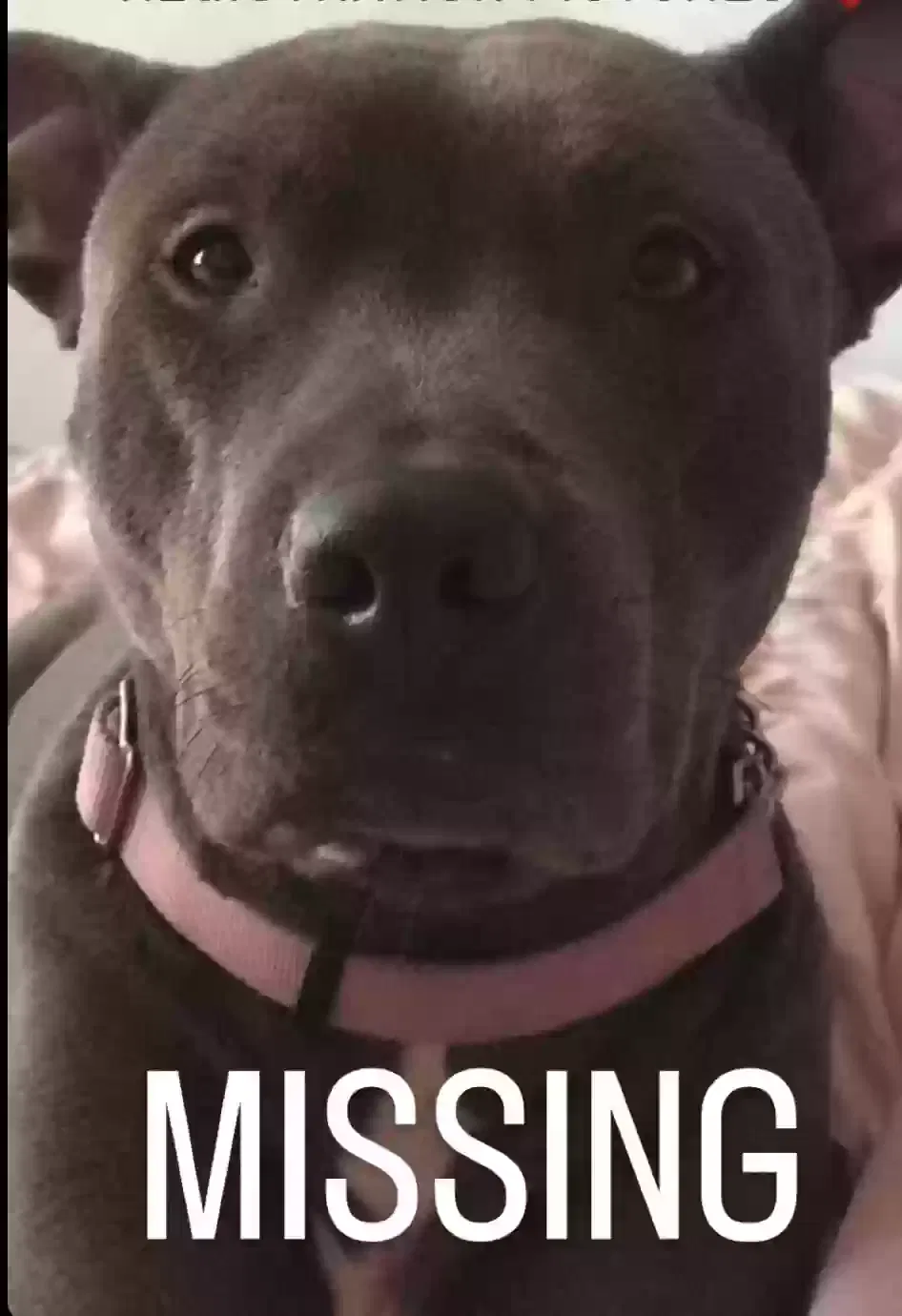 Lost dog in Compton, CA, 90222