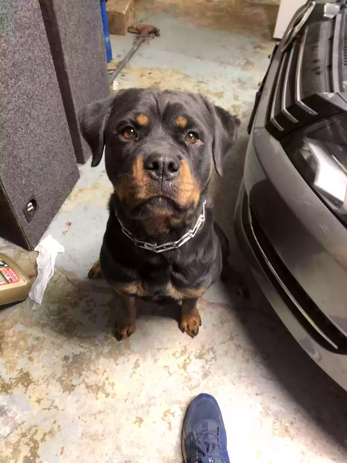 Lost dog in Palos Hills, IL, 60465