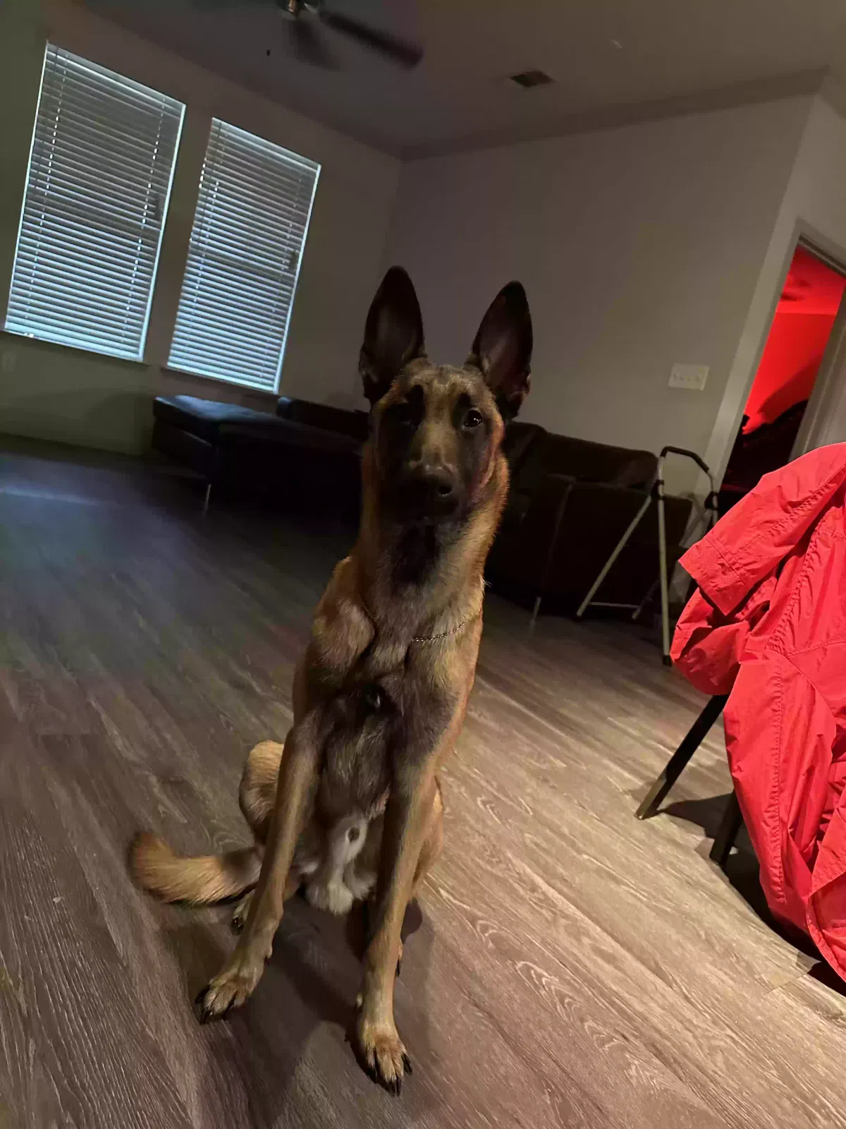 Lost dog in Katy, TX, 77449