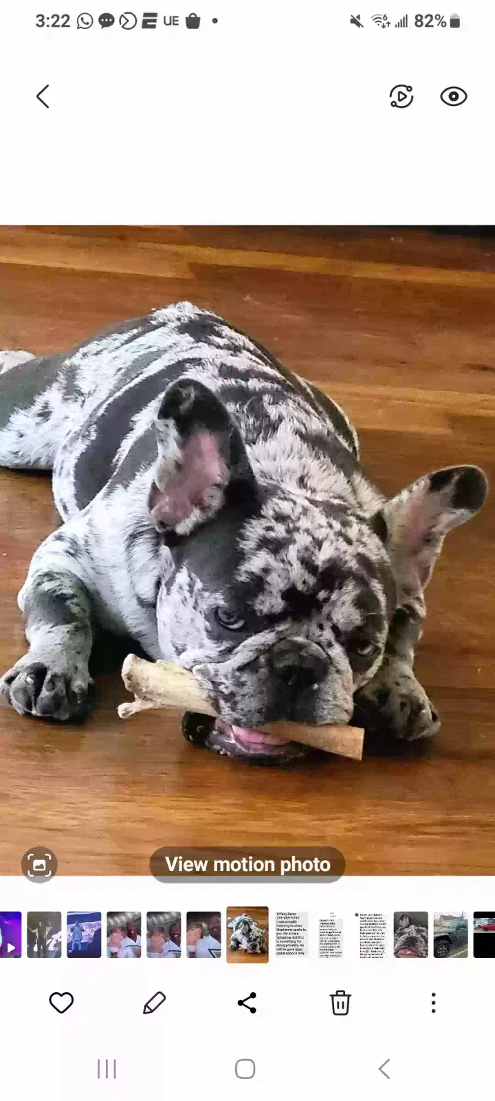 Lost dog in Houston, TX, 77009