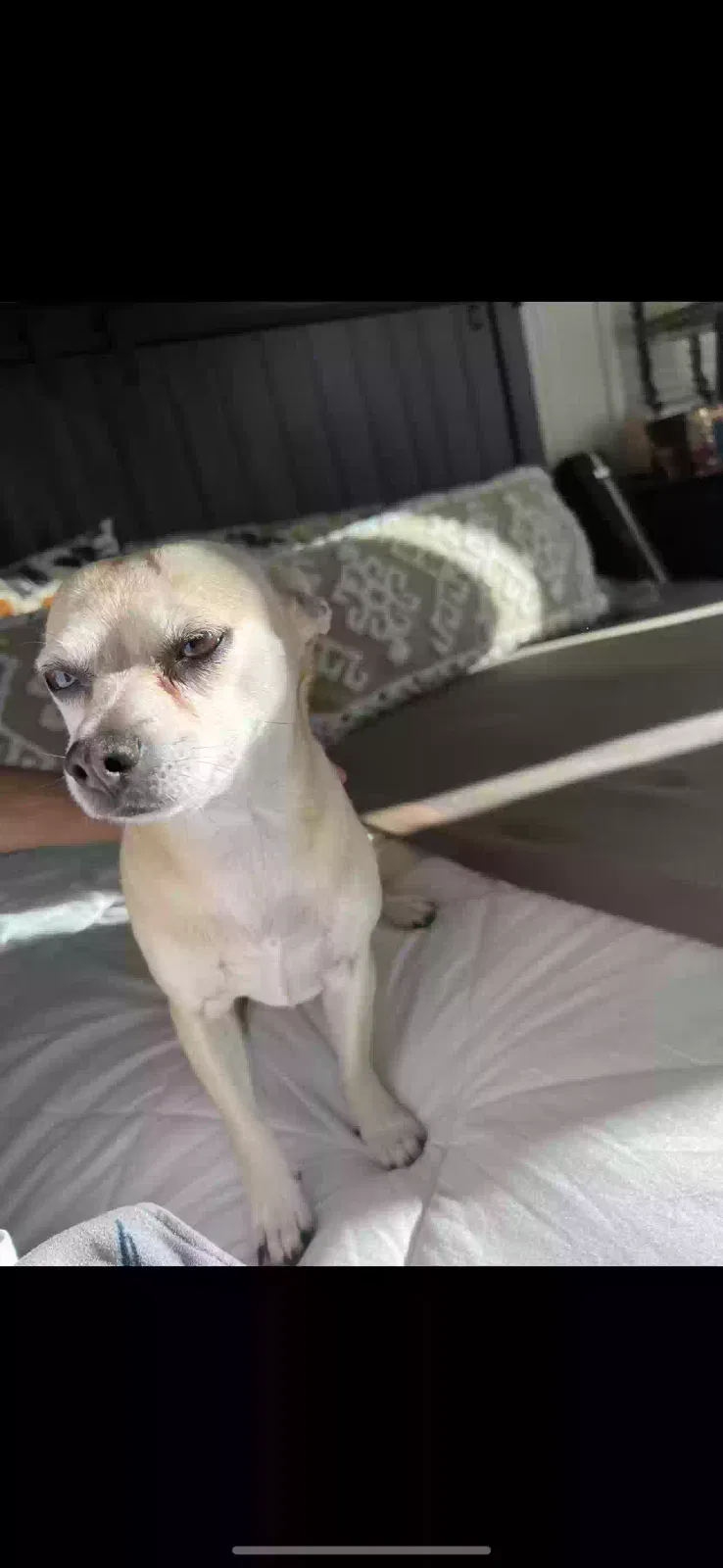 Lost dog in Fairfield, CA, 94534