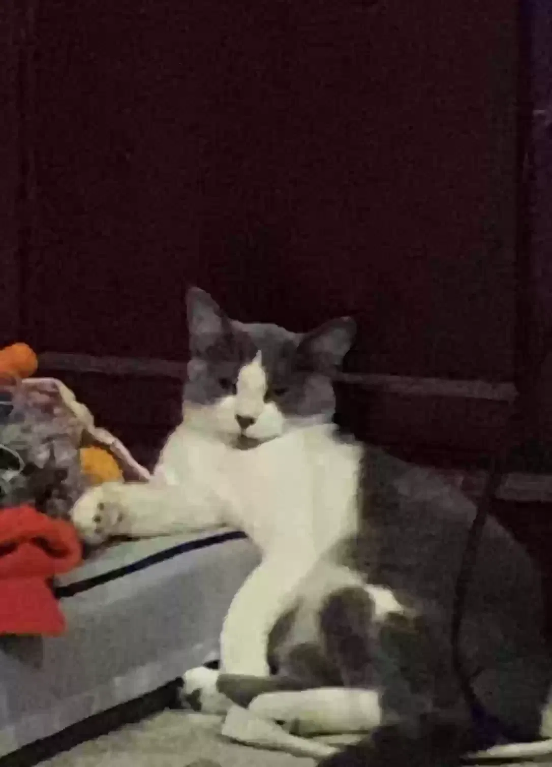 Lost cat in Pendleton, KY, 40055
