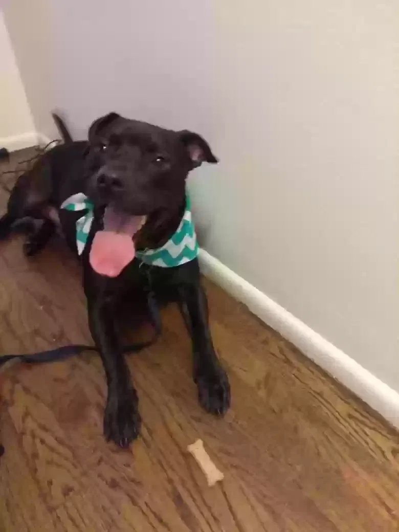 Lost dog in Warren, MI, 48091