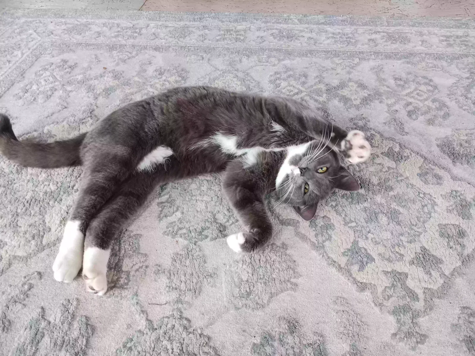 Lost cat in Naples, ID, 83847