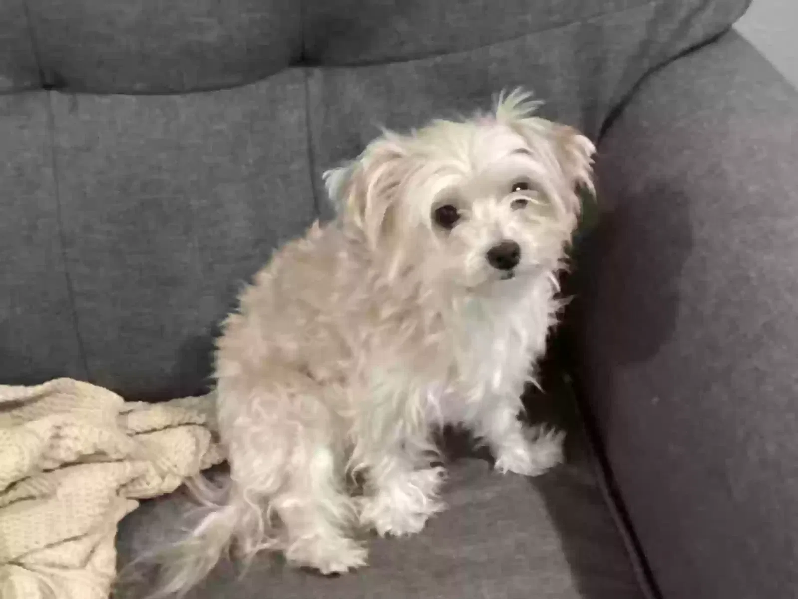 Lost dog in Minneapolis, MN, 55411